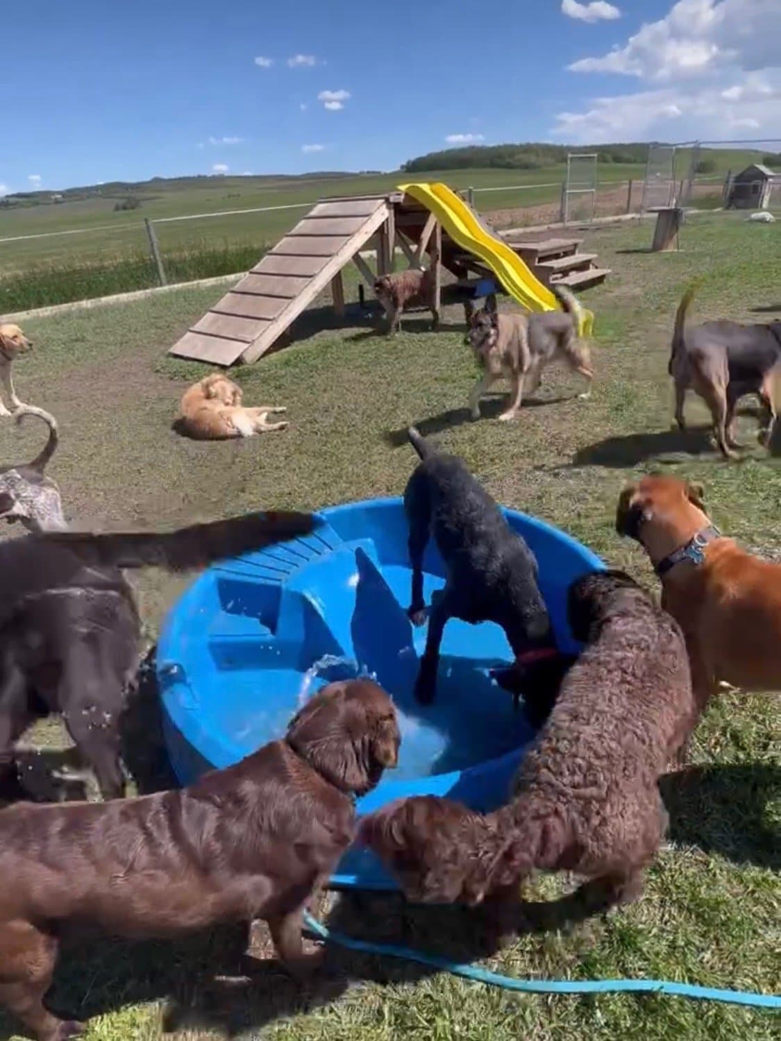 Cuidado canino