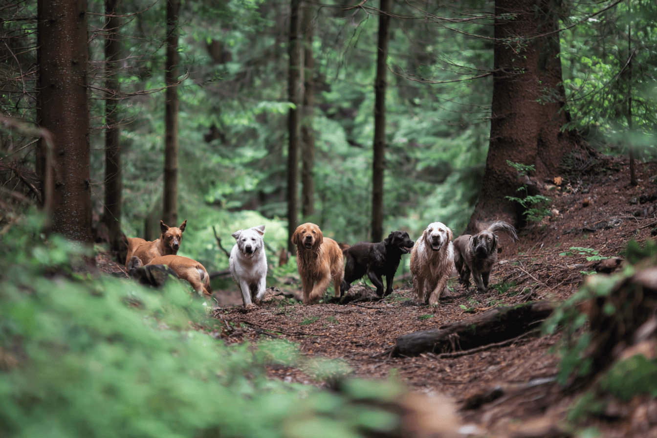 Perros jugando en el bosque